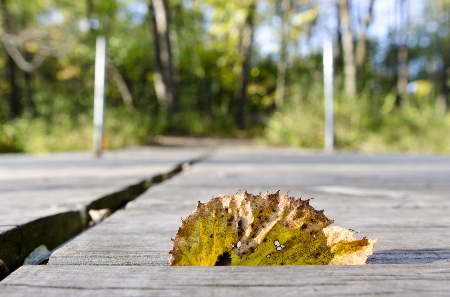 Fleurde-lis Dec. 2019 Leaf in crack of bridge